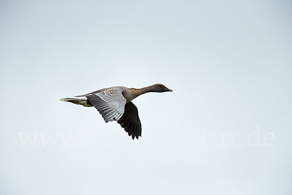 Kurzschnabelgans (Anser brachyrhynchus)