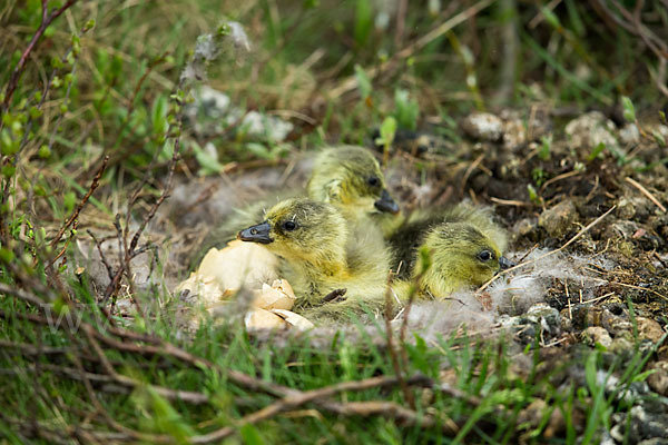 Kurzschnabelgans (Anser brachyrhynchus)