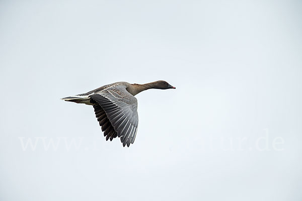 Kurzschnabelgans (Anser brachyrhynchus)