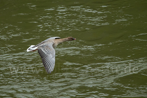 Kurzschnabelgans (Anser brachyrhynchus)