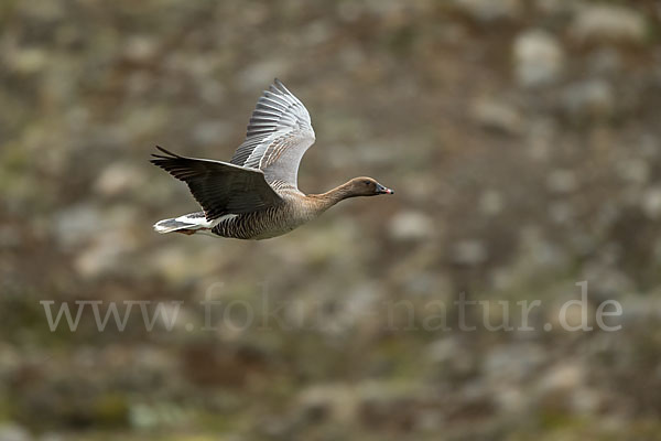 Kurzschnabelgans (Anser brachyrhynchus)