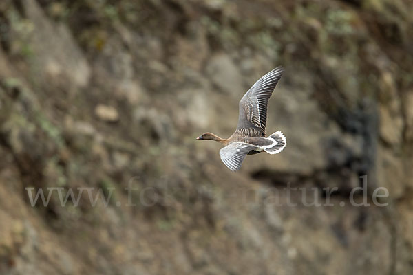 Kurzschnabelgans (Anser brachyrhynchus)