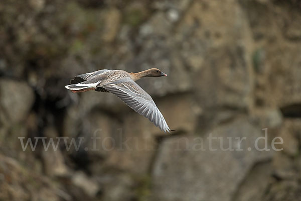 Kurzschnabelgans (Anser brachyrhynchus)