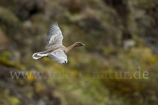 Kurzschnabelgans (Anser brachyrhynchus)