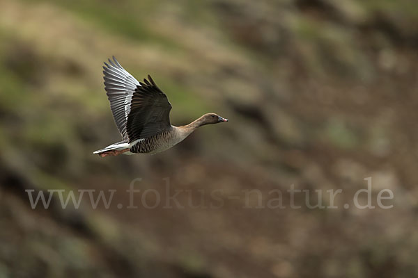 Kurzschnabelgans (Anser brachyrhynchus)