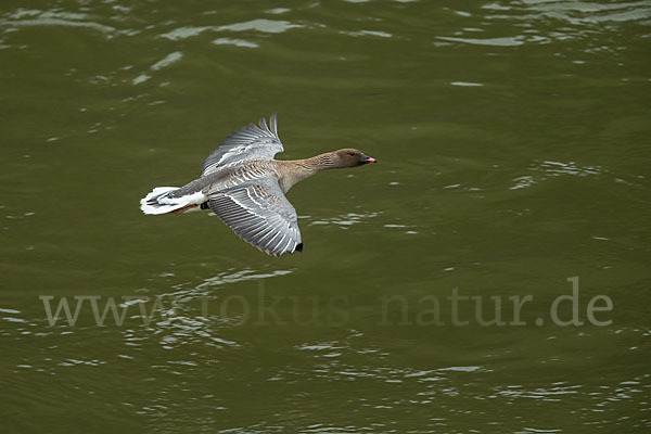 Kurzschnabelgans (Anser brachyrhynchus)