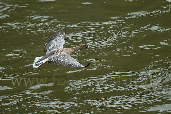 Kurzschnabelgans (Anser brachyrhynchus)