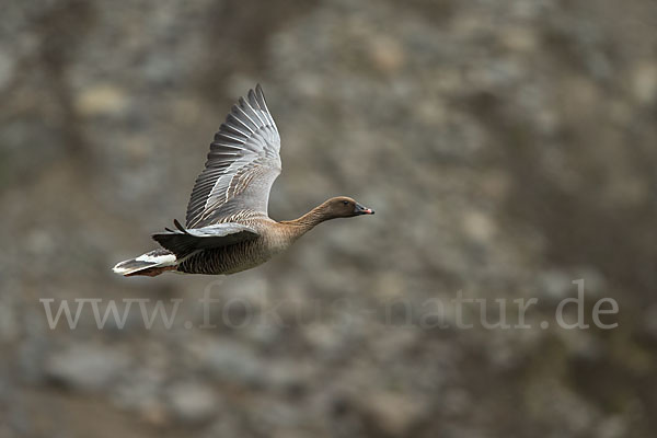 Kurzschnabelgans (Anser brachyrhynchus)