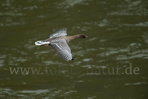 Kurzschnabelgans (Anser brachyrhynchus)