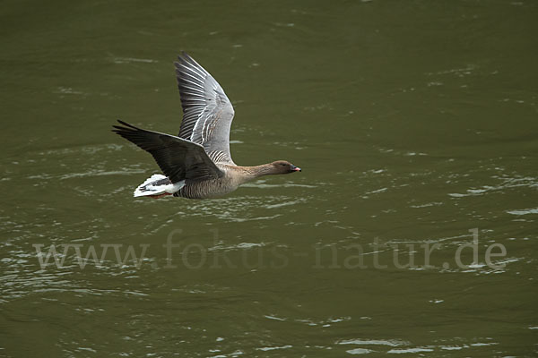 Kurzschnabelgans (Anser brachyrhynchus)