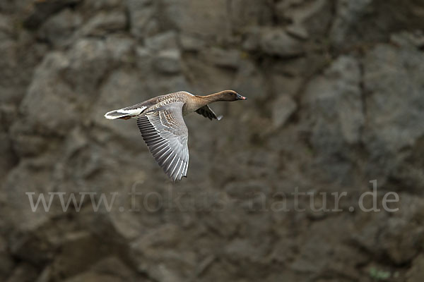 Kurzschnabelgans (Anser brachyrhynchus)