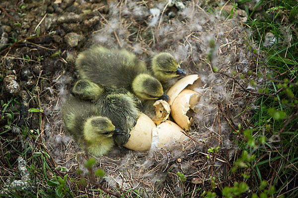 Kurzschnabelgans (Anser brachyrhynchus)