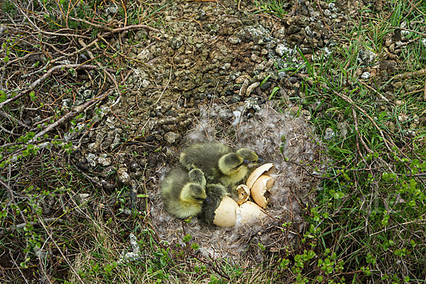 Kurzschnabelgans (Anser brachyrhynchus)