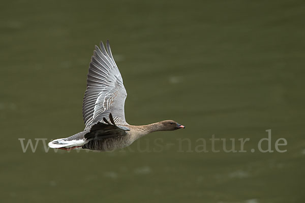 Kurzschnabelgans (Anser brachyrhynchus)