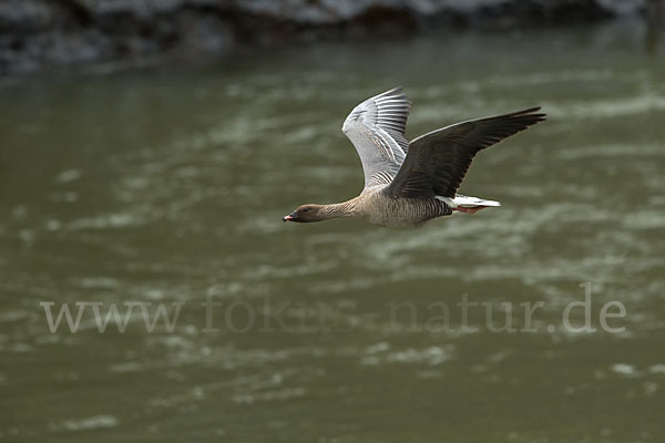 Kurzschnabelgans (Anser brachyrhynchus)