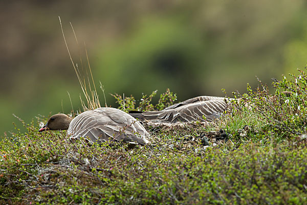 Kurzschnabelgans (Anser brachyrhynchus)