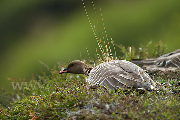 Kurzschnabelgans (Anser brachyrhynchus)