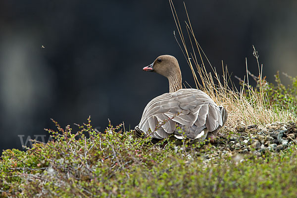 Kurzschnabelgans (Anser brachyrhynchus)