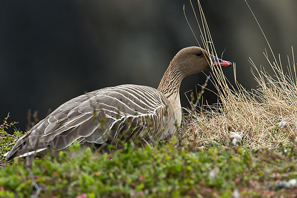 Kurzschnabelgans (Anser brachyrhynchus)