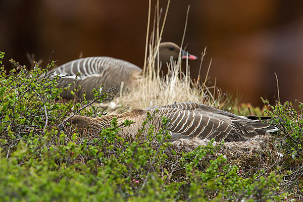 Kurzschnabelgans (Anser brachyrhynchus)