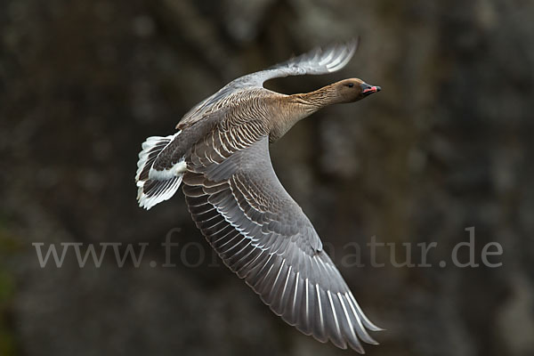 Kurzschnabelgans (Anser brachyrhynchus)