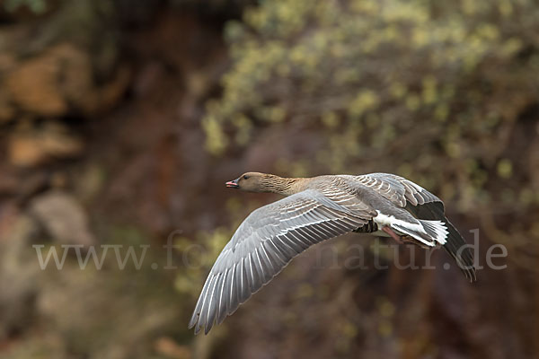 Kurzschnabelgans (Anser brachyrhynchus)