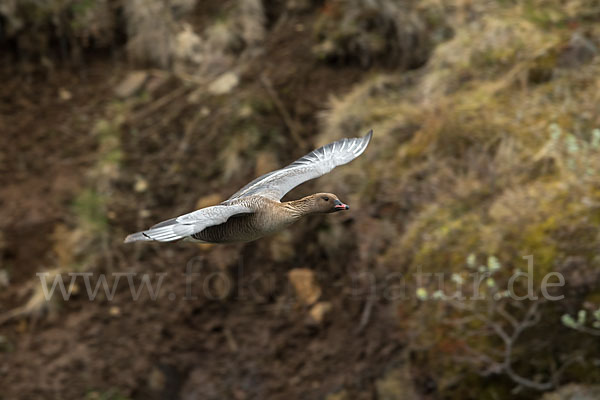 Kurzschnabelgans (Anser brachyrhynchus)