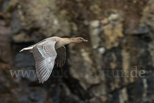 Kurzschnabelgans (Anser brachyrhynchus)