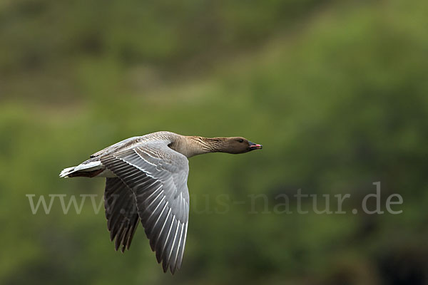 Kurzschnabelgans (Anser brachyrhynchus)