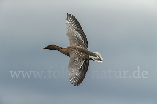 Kurzschnabelgans (Anser brachyrhynchus)