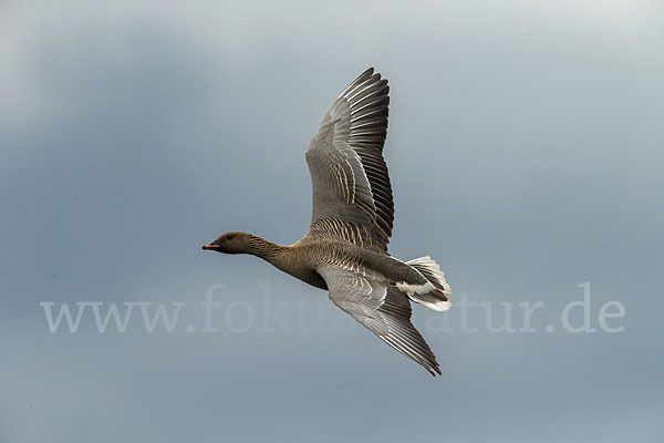 Kurzschnabelgans (Anser brachyrhynchus)