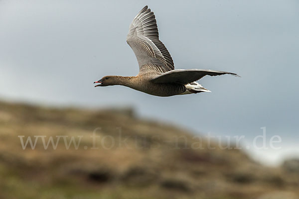 Kurzschnabelgans (Anser brachyrhynchus)