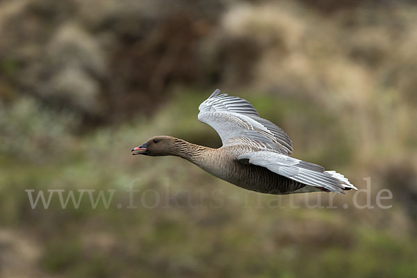 Kurzschnabelgans (Anser brachyrhynchus)