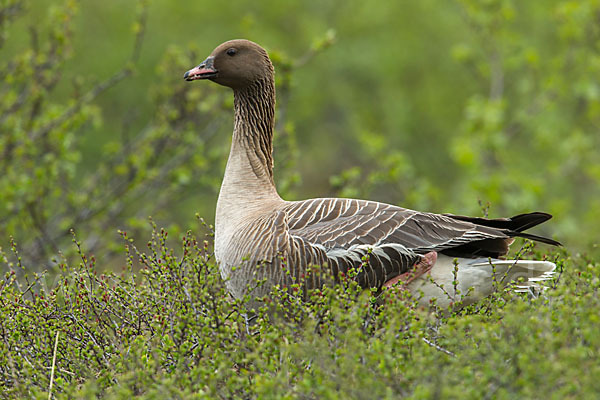 Kurzschnabelgans (Anser brachyrhynchus)