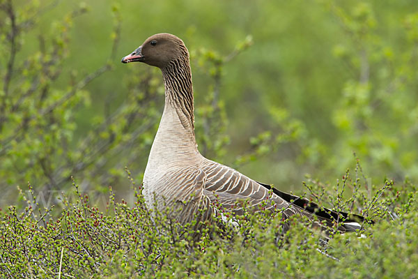 Kurzschnabelgans (Anser brachyrhynchus)