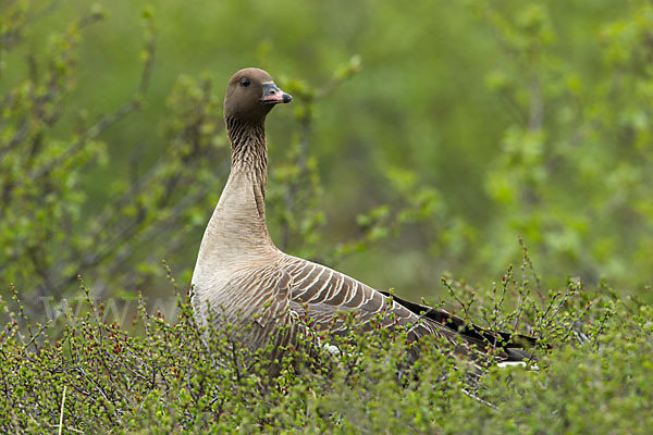 Kurzschnabelgans (Anser brachyrhynchus)