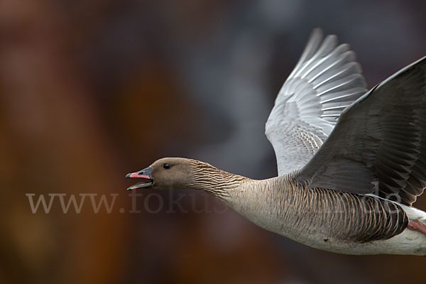 Kurzschnabelgans (Anser brachyrhynchus)