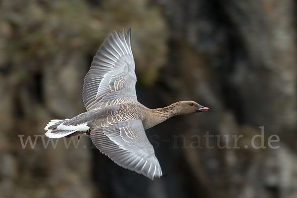 Kurzschnabelgans (Anser brachyrhynchus)