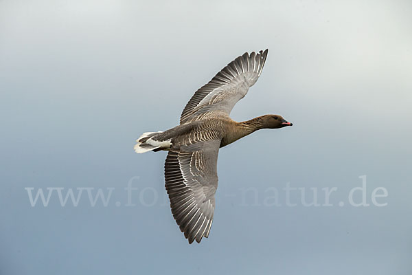 Kurzschnabelgans (Anser brachyrhynchus)