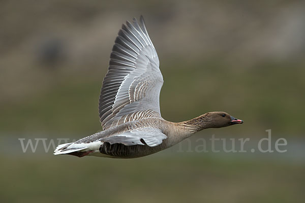 Kurzschnabelgans (Anser brachyrhynchus)