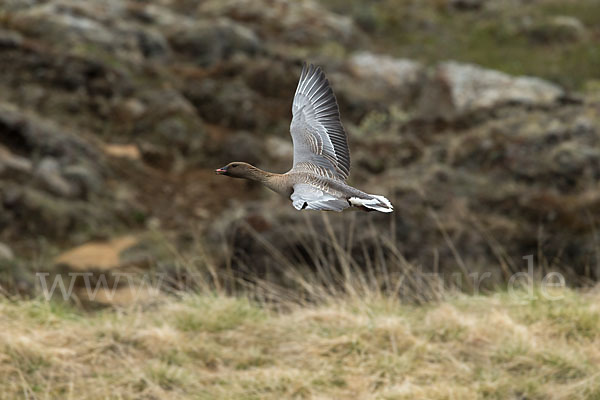 Kurzschnabelgans (Anser brachyrhynchus)