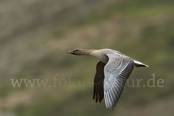 Kurzschnabelgans (Anser brachyrhynchus)