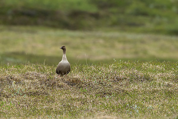 Kurzschnabelgans (Anser brachyrhynchus)