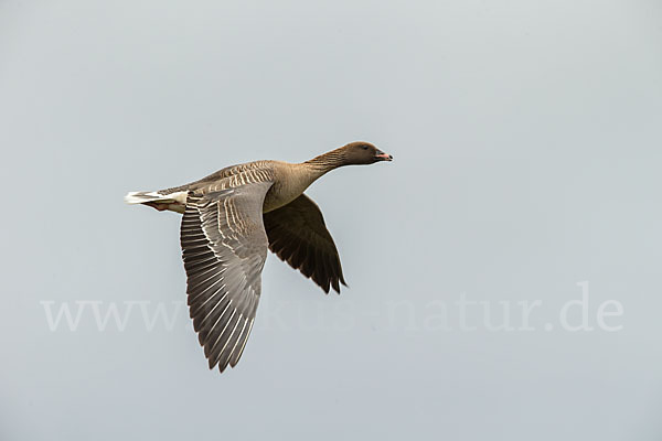 Kurzschnabelgans (Anser brachyrhynchus)