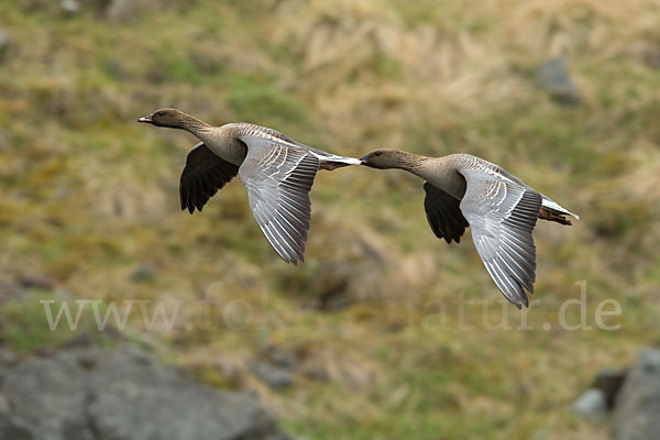 Kurzschnabelgans (Anser brachyrhynchus)