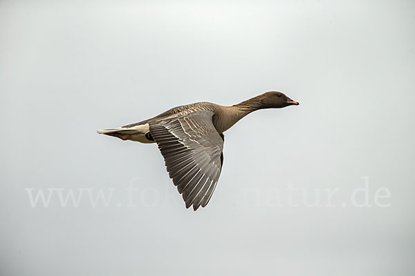 Kurzschnabelgans (Anser brachyrhynchus)