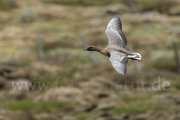 Kurzschnabelgans (Anser brachyrhynchus)