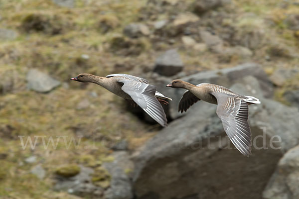 Kurzschnabelgans (Anser brachyrhynchus)