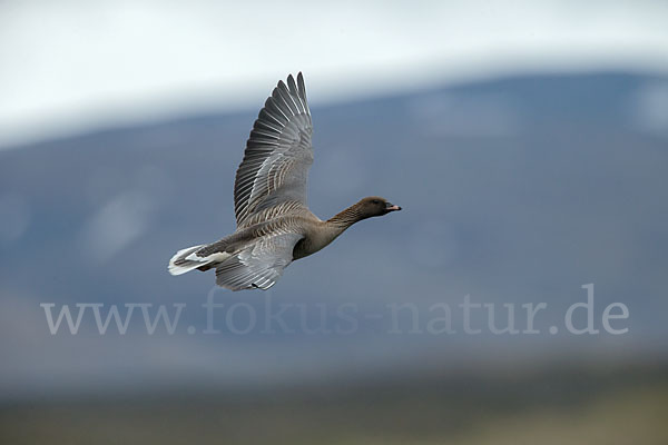 Kurzschnabelgans (Anser brachyrhynchus)