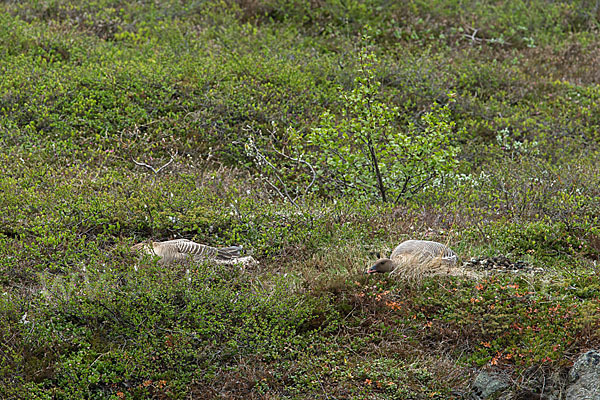 Kurzschnabelgans (Anser brachyrhynchus)